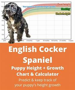 English Cocker Spaniel Height Growth Chart How Will My English