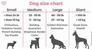 What Should A Puppy Weigh