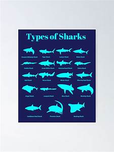Quot Types Of Sharks Shark Chart Quot Poster For Sale By Banwa Redbubble