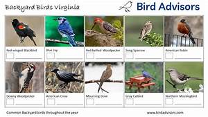 Top 20 Backyard Birds In Virginia Free Id Charts Bird Advisors