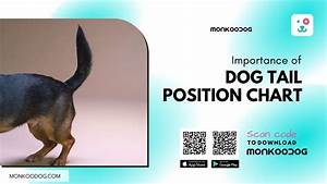 Importance Of Dog Position Chart Monkoodog