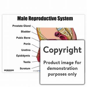  Reproductive System Depicta