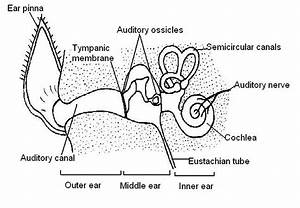 Dog Inner Ear Anatomy