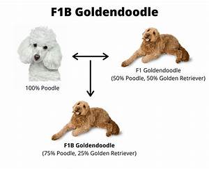 F1 Vs F1b Goldendoodle What 39 S The Difference 2024 We Love Doodles