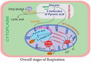 Stages Of Respiration Definition Phases Flow Chart
