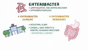 Enterobacter Video Anatomy Definition Function Osmosis