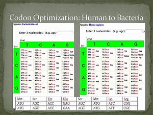 Ppt Codon Optimization Powerpoint Presentation Free Download Id