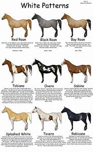 33 Best Horse Colours Images On Pinterest Horses American Paint