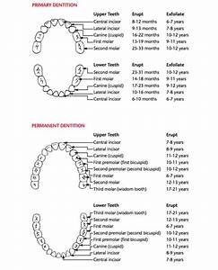 Tooth Eruption Chart Printable