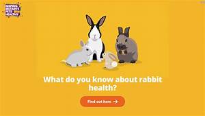 Rabbit Quiz Score 9 Msd Animal Health Hub