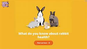 rabbit quiz score 9 msd animal health hub