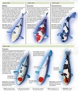 Types Of Koi Different Varieties Classifications More Koi Fish