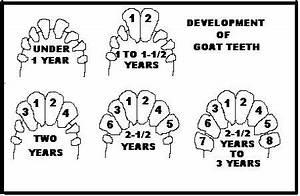 Tooth Chart Goats Age Livestock Goats Boer Goats Goat Health