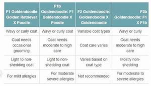 Different Types Of Goldendoodle Generations F1 F1b F2 F2b