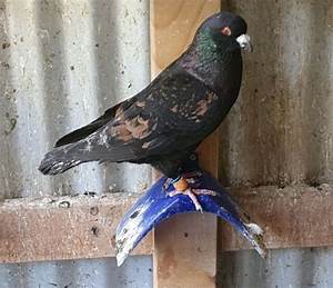 Bronze Shield Pigeon Birds Gumtree Australia Moreland Area
