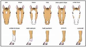 C M Explanations Horse Markings Horse Color Chart Horse Breeds