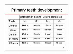 Pedo Tooth Development Charts By Hendricks Issuu