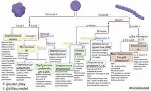 Microbiology Gram Positive Cocci Flow Chart Gram Positive Cocci Chart