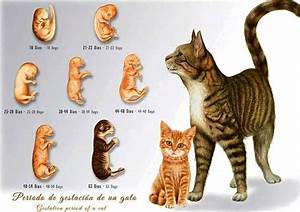 Cat Gestation Period Infograpic Cat Gestation Cats Cute Cats