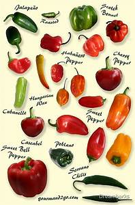 Quot Chili Pepper Identification Quot Art Prints By Dreambarks Redbubble