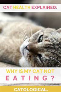Why Is My Cat Not Eating Causes Risks And Treatments Cat Advice