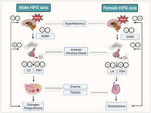 Stresses Free Full Text Role Of Hormones And The Potential Impact