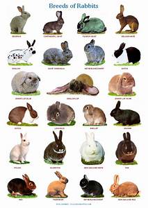 List Of Rabbit Breeds Bini The Bunny Wiki Fandom