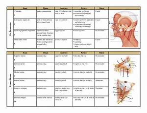 Agonist And Antagonist Muscles Chart Cloudshareinfo