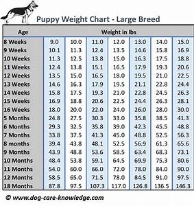 Puppy Weight Chart Kg