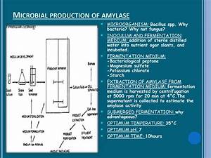 ppt production and application of amylase powerpoint presentation