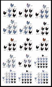 Chicken Breeds Identification Chart 71 With Chicken Breeds