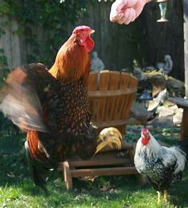 17 Best Images About Chickens On Pinterest Hens Silver And Roosters