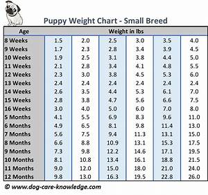 59 English Bulldog Weight Chart Image Bleumoonproductions