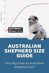 Interactive Australian Shepherd Miniature Growth Chart And Calculator