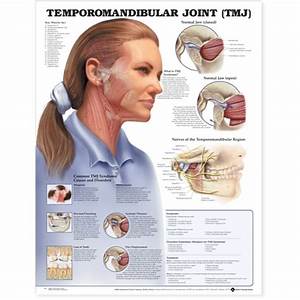 Enjoy The Latest Temporomandibular Joint Tmj Anatomical Chart