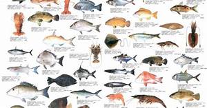 Seafood Chart Http Craigmarine Info Images Seafood Allpr