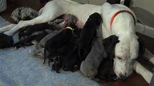 A Great Dane 39 S Giant Litter 19 Puppies Abc News