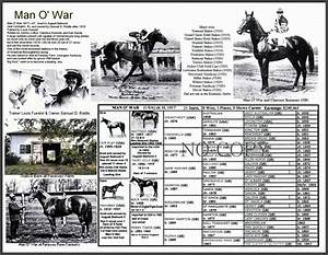 Race Horse Man O 39 War Picture Pedigree Chart Thoroughbred Etsy