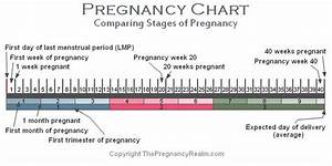 Stages Of Pregnancy Chart Weeks Months Trimesters