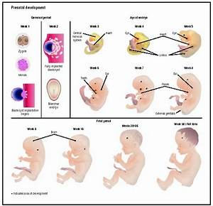 Prenatal Development Baby Stages Average Definition Description