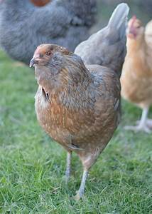 Some Of Our Favorite Chicken Breeds Meyer Hatchery Blog