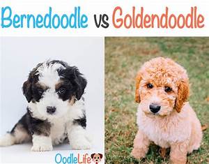 Bernedoodle Vs Goldendoodle 8 Key Differences With Photos