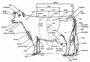 Parts Of A Dairy Cow Worksheet All About Cow Photos