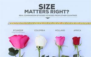 Ecuador Roses Size Comparison Magnaflor Comparison Ecuador Rose