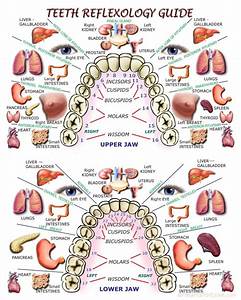 Teeth Reflexology Chart The Health Coach