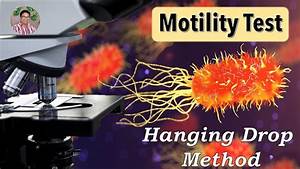Bacterial Identification Tests Motility Test Hanging Drop Method