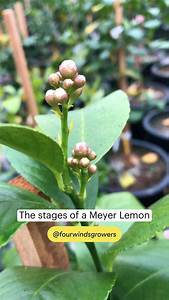 The Stages Of A Meyer Lemon Plant