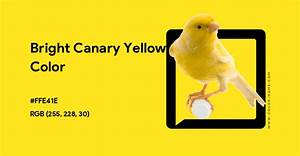 Bright Canary Yellow Color Hex Code Is Ffe41e