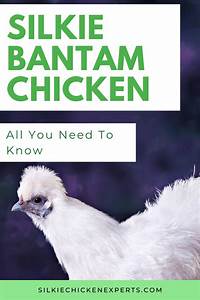 Facts About Silkie Bantam Chickens Bantam Chickens Silkies Silkie
