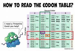 How To Read The Amino Acids Codon Chart Genetic Code And Mrna